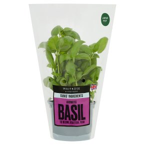 Cooks' Ingredients Basil Potted