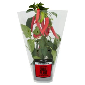 Limited selection chilli plant