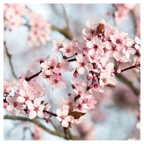 Floral Blank Card