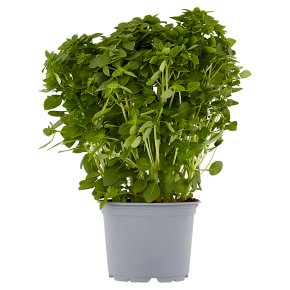 Cooks' Ingredients Greek Basil