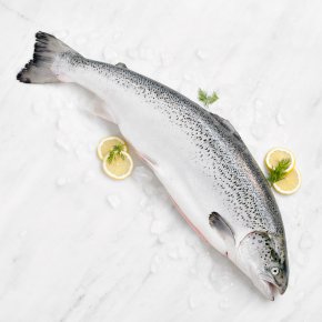 Large Fresh Whole Scottish Salmon