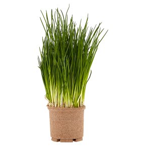 Cooks' Ingredients Potted Chives