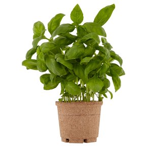 Cooks' Ingredients Potted Basil